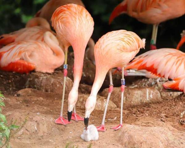 Two male flamingos named Arthur and Curtis successfully hatched an egg together at the Paignton Zoo in southwest England.