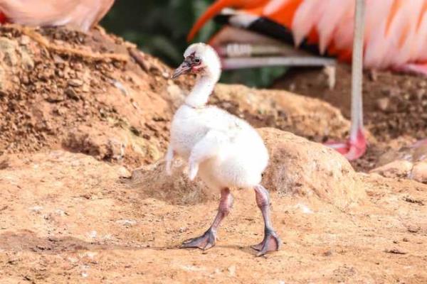 Curtis and Arthur’s chick, which does not have a name yet, is almost a mo<em></em>nth old and appears to be thriving, according to the Paignton Zoo.