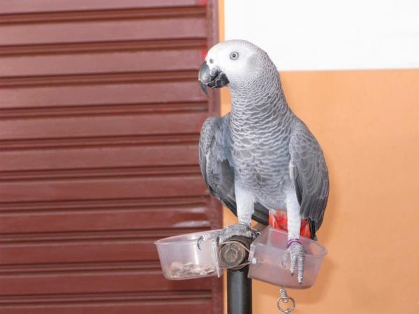 West African grey parrot