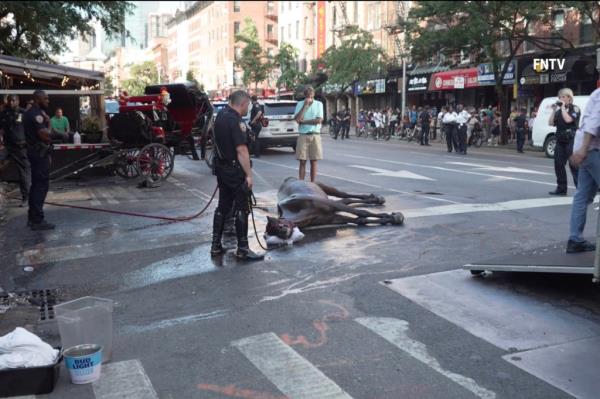 Ryder, a carriage horse, collapsed on a busy Manhattan street on Aug. 10, 2022.