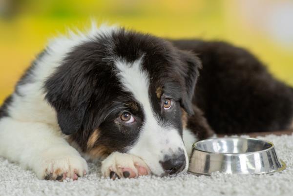 Pet owners should check their bags if they have purchased any of these products for their canine friends.