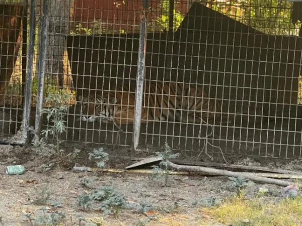 Cops find tiger kept in outdoor enclosure at a home https://dpdbeat.com/2023/08/25/animals-seized-in-ongoing-animal-cruelty-investigation/ On August 25, 2023, Dallas Police executed four search warrants in an o<em></em>ngoing animal cruelty investigation. The preliminary investigation determined during the execution of one of the warrants in the 5700 block of Johnson Lane, they located a tiger in an enclosure on the property. The tiger has been seized as part of the investigation. Officers also seized dogs, roosters, and chickens. The U.S. Fish and Wildlife Service Office of Law Enforcement and Texas Parks And Wildlife Department are assisting in the investigation. The Dallas Zoo and Dallas Animal Services are also assisting the department. Charges are pending and the investigation is ongoing. Credit Dallas Police Department