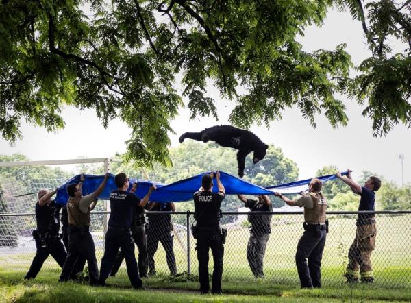 Pennsylvania's wildlife agency, firefighters and police use a large blue tarp to capture a wayward black bear as it falls from a tree Tuesday, June 4, 2024  in Camp Hill, Pa.