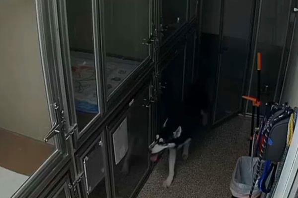 The Husky broke out of his kennel at an Arizona animal shelter for a late-night snack, setting off alarms in the facility. 