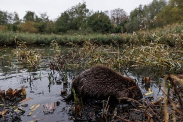 GREENFORD, ENGLAND - OCTOBER 11: A beaver is released on October 11, 2023 in Greenford, England. A family of 4 beavers, 2 adults and 2 kits, were released back into Paradise Fields reserve in west London, and will be the the first beavers in the west of the capital for 400 years.The project is part of the Lo<em></em>ndon Mayor, Sadiq Khan's, 'Rewild London' fund. (Photo by Dan Kitwood/Getty Images)