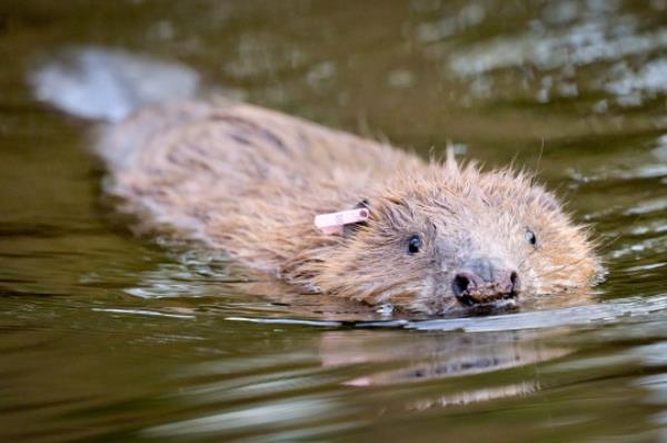 Eurasian beaver