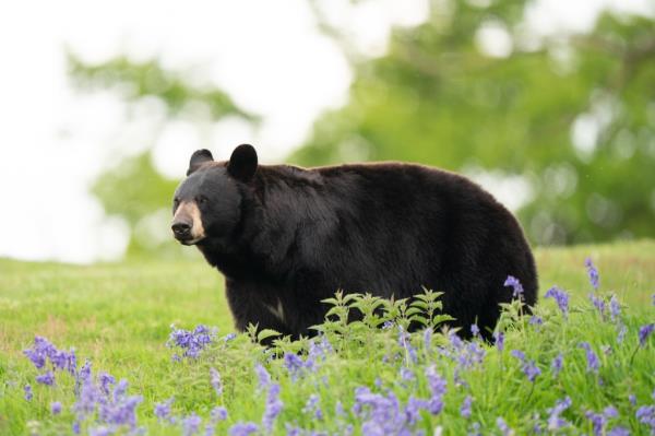 Black Bear