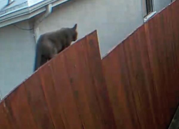 The large cat, initially though out to be a mountain lion, is seen here on the neighbor's RING camera. 