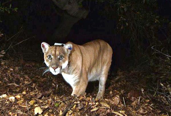 Mountain lions are native to California's San Francisco Bay area, with around 4,500 of the big cats located statewide. 