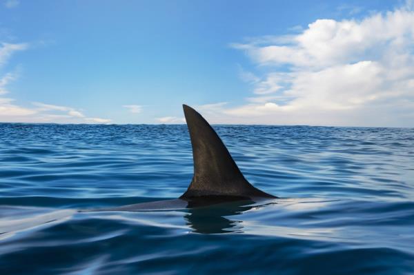 A shark fin.