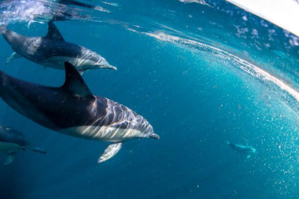 A new study shows that dolphin mothers use high-pitched sounds to communicate with their babies. 