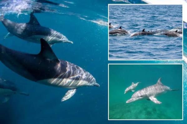 When a mother dolphin is communicating with their babies, their 'signature whistle' gets higher. 