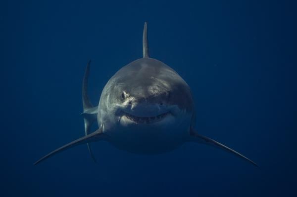 Pic shows a supporting image of one of Euanas shark images taken off the coast of Mexico late last year.  