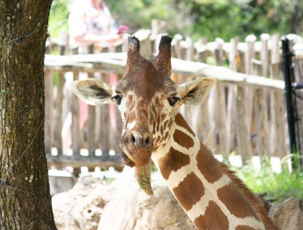 Ferrell a giraffe at the dallas zoo