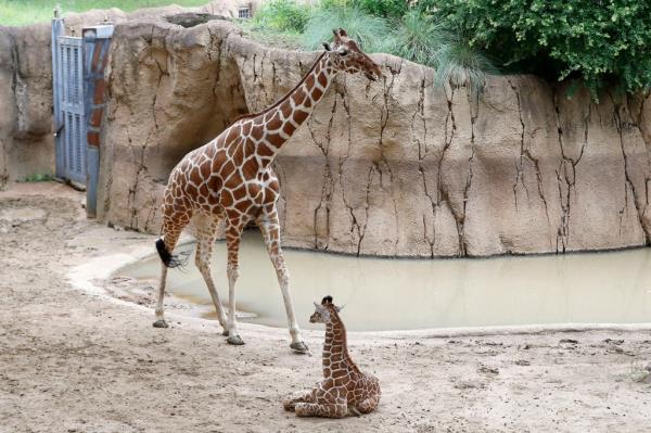 Three-week-old giraffe named Kendi, sits as his mother Katie