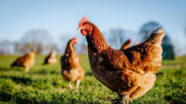 Chicken or hen on a green meadow.