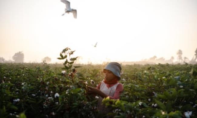 Ten-year-old Yasmine collects cotton, Fayoum, Egypt.