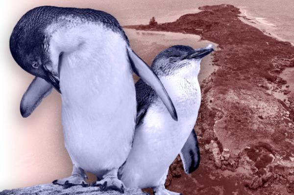 There are just 114 penguins left in the co<em></em>lony.