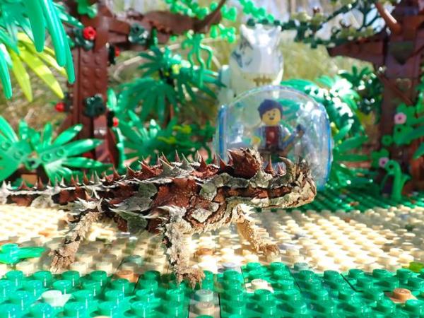 Thorny Devil in the forrest.