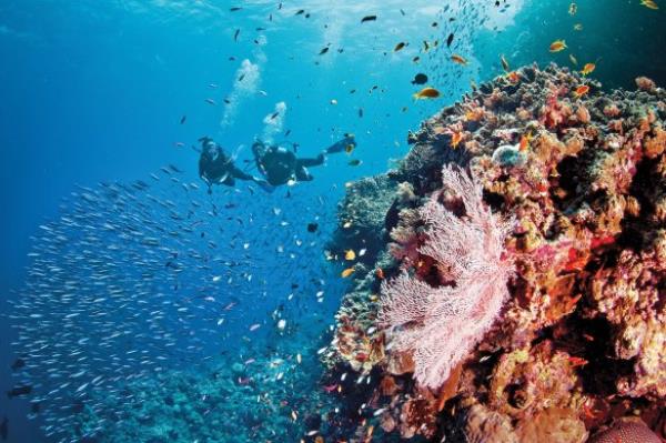 Man made climate change is driving mass coral bleaching on the Great Barrier Reef, a new study has found, with six of the hottest temperatures on record hitting since 2016. 