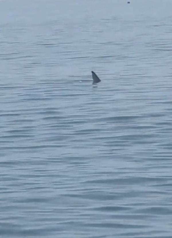 Terrified tourists spot huge shark stalking in shallows at beach in Brit holiday hotspot