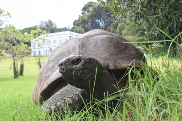 He was alive during Napoleon’s reign and Taylor Swift’s Eras tour, and now Jo<em></em>nathon — the world’s oldest tortoise — is celebrating his 191st birthday as the planet’s oldest known living land animal. 