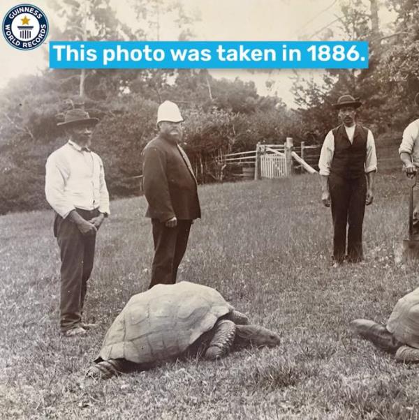 Jonathan, the tortoise, is the oldest living animal and the oldest chelo<em></em>nian ever at 191 years old.