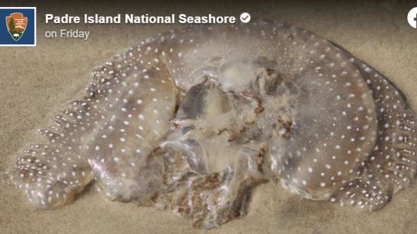 A spotted blob-like creature recently washed up on a Texas beach, photos show.